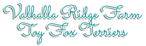 Valhalla Ridge Farm Toy Fox Terriers