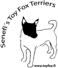 Senefi's Toy Fox Terriers