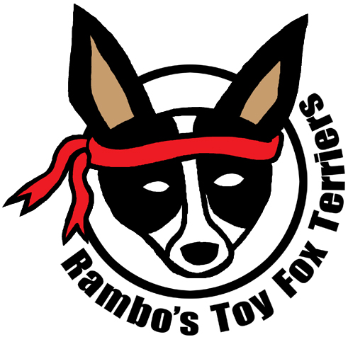 Rambo's Toy Fox Terriers