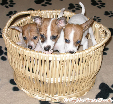TOY FOX TERRIER KENNELS toy fox terrier american toy fox terrier